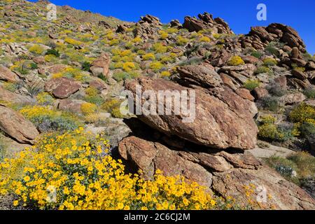 Brittlebush, parc national du désert d'Anza-Borrego, Borrego Springs, comté de San Diego, Californie, États-Unis Banque D'Images