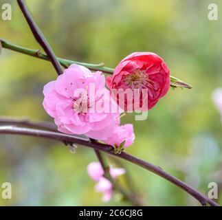 Haenge-Zierpfirsich, Prunus persica Melred Weeping, pêche décorative à fixation murale, Prunus persica Melred Weeping Banque D'Images
