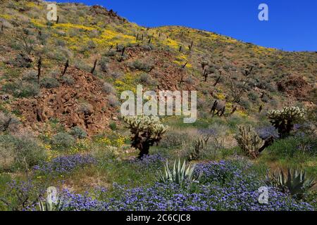 Phacelia & coquelicots, Tamarisc Grove, Anza-Borrego Desert State Park, Borrego Springs, California, USA Banque D'Images