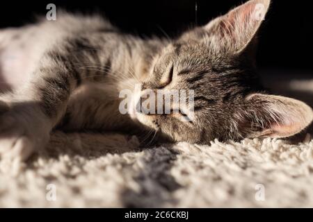 Sleeping Femme Tabby Kitten sur la rug au soleil, gros plan Banque D'Images