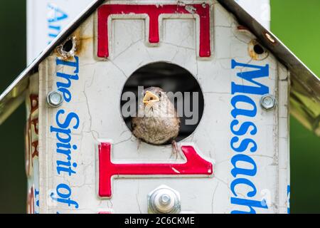 Baby House Wren, perché dans une maison d'oiseaux maison, en pleurant pour son parent. Banque D'Images