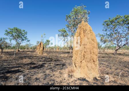 De grands termites dans une savane brûlée par un feu de brousse, parc national de Kakadu, territoire du Nord, territoire du Nord, Australie Banque D'Images