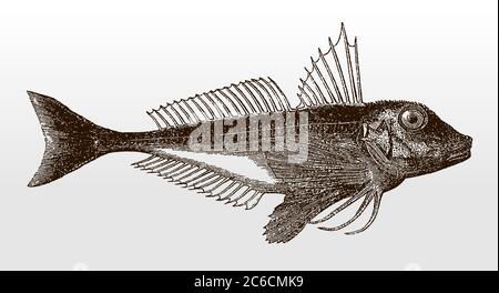 Gurnard rouge, chelidonichthys cucucuculus, poisson marin de l'océan Atlantique en vue latérale après une illustration antique du XIXe siècle Illustration de Vecteur