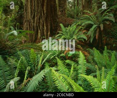 Prairie Creek Redwoods State Park CA / JUIN UN tronc de sillonné d'un arbre de séquoias mûr se dresse au milieu d'un groupe de Sword Ferns vert de printemps. Banque D'Images