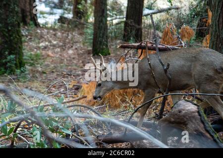 Alimentation de mule Deer dans le parc national de Yosemite Banque D'Images