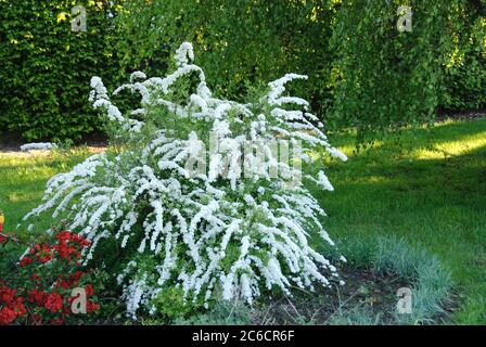 Brautspiere, Spiraea cinera Grefsheim, Scheinquitte, Chaenomeles × superba Crimson et Or, Bonde SPAR, Spiraea cinerea Grefsheim, quince, Chaenomele Banque D'Images