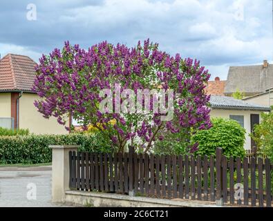 Edel-Flieder, Syringa vulgaris Andenken an Ludwig Spaeth, Lilac précieux, Syringa vulgaris mémoire de Ludwig Spaeth Banque D'Images