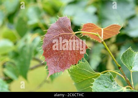 Henrys Linde, Tilia henryana, Henry lime, Tilia henryana Banque D'Images