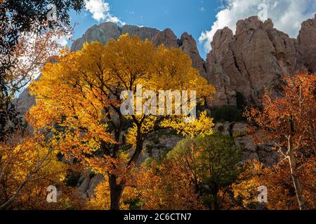 La lumière de l'après-midi se filtre dans la voûte des arbres dans toute la gloire automnale. Grotte Creek Canyon, Portal, Arizona. Banque D'Images