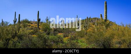 Une exposition dynamique de fleurs sauvages colorées dans le paysage du désert de Sonoran. Près de Tucson, Arizona. Banque D'Images