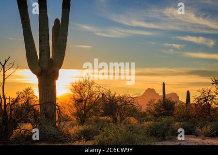 Le soleil couchant jette une lueur d'or sur Safford Peak dans le parc national de Saguaro Tuscon Mountain District. Près de Tucson, Arizona. Banque D'Images
