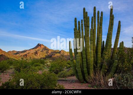 Le matin, survit le monument national du désert de Sonoran d'Organ Pipe, dans le sud de l'Arizona. Banque D'Images