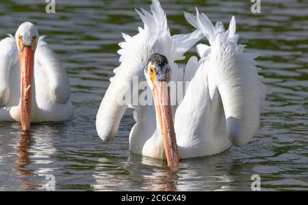 Un pélican blanc américain à portée de champ, levant ses ailes et montrant des plumes magnifiques et étonnamment longues. Banque D'Images