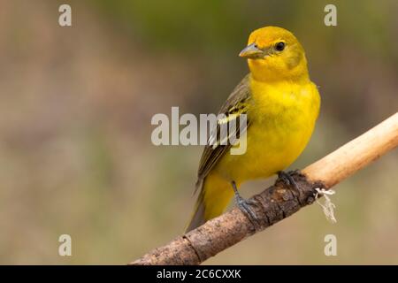 WESTERN Tanager (Piranga ludoviciana), observation des aveugles du lac Cabin, forêt nationale de Deschutes, Oregon Banque D'Images