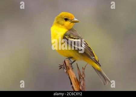 WESTERN Tanager (Piranga ludoviciana), observation des aveugles du lac Cabin, forêt nationale de Deschutes, Oregon Banque D'Images