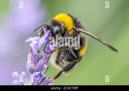 Bourdon sur une fleur de lavande pourpre en fleurs et l'herbe verte dans les prés ou les champs de fond naturel flou flou. Banque D'Images