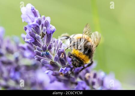 Bourdon sur une fleur de lavande pourpre en fleurs et l'herbe verte dans les prés ou les champs de fond naturel flou flou. Banque D'Images