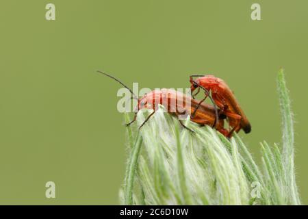 Une paire de soldats rouges de la famille Beetle, Rhagonycha fulva, qui se trouve sur une plante. Banque D'Images