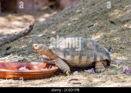 Gros plan sur une adorable tortue sulcata à Las Vegas, Nevada Banque D'Images