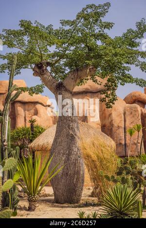 Baobab le long de la route rouge non pavée à la chaude journée ensoleillée. Madagascar Banque D'Images