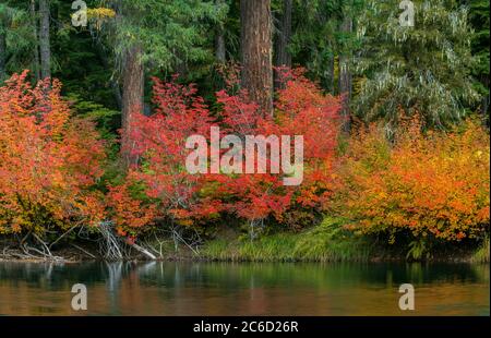 Érable de vigne, Dogwood, Rogue River National Wild et Scenic River, Rogue River National Forest, Oregon Banque D'Images