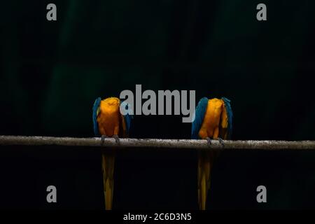 Macaw bleu et jaune assis sur une branche d'arbre dans un fond flou Banque D'Images