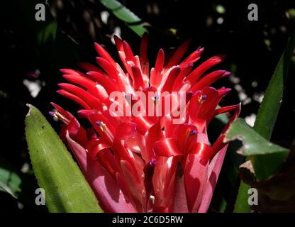 Billbergia rouge pyramidalis ou fleur de torche flamboyante avec pointes violettes. La plante est sur un fond de nature sombre avec des ombres et des feuilles vertes. Banque D'Images