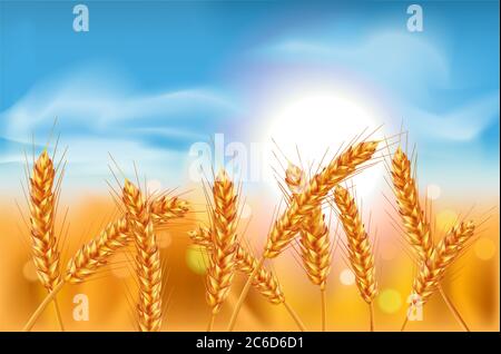 Ears of Wheat 3D Realistic illustration. Clipart de grain mûr pour la conception d'emballage: Pain, bière, kvass, pâtisseries. Banque D'Images