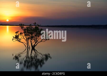 Mangrove dans la rivière au coucher du soleil Banque D'Images