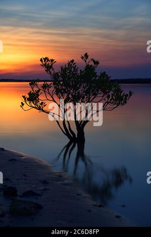 Mangrove dans la rivière au coucher du soleil Banque D'Images