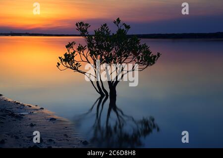 Mangrove dans la rivière au coucher du soleil Banque D'Images