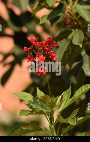 jatropha integerrima ou jatropha épicé, peregrina Banque D'Images