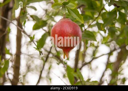Une grenade rouge vif mûre accrochée à l'arbre, cette photo est prise de la zone rurale du Rajasthan, en Inde. Banque D'Images