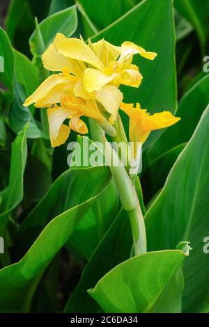 Fleurs jaunes vives de canna x generalis 'Cannova Yellow'. Cyna Lily 'Cannova Yellow'. Photo indienne « Cannova Yellow », Arrowroot « Cannova Yellow » Banque D'Images