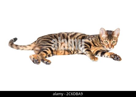 Chien de race de chat couché sur fond blanc, isolé. Banque D'Images