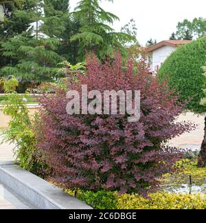 Grossblaettrige Blut-Berberitze, Berberis × ottawensis Superba, baie de Moreton, Berberis × ottawensis Superba Banque D'Images