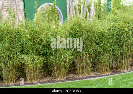 Muriels Schirmbambus, Fargesia murieliae Jumbo, Muriel Screen Bamboo, Fargesia murieliae Jumbo Banque D'Images