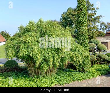 Muriels Schirmbambus, Fargesia murieliae Jumbo, Muriel Screen Bamboo, Fargesia murieliae Jumbo Banque D'Images