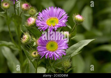 « linéarité » de l'Erigeron Banque D'Images