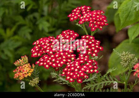 Achillea millefolium Peggy Sue Banque D'Images