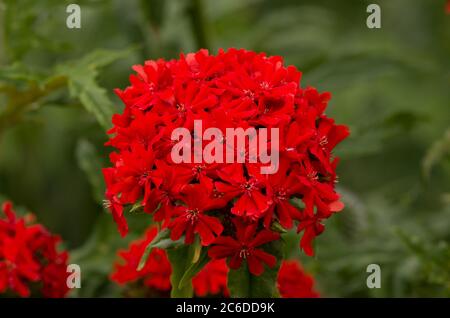 Lychnis chalcedonica Banque D'Images