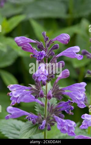 Nepeta 'Blue Dragon' Banque D'Images