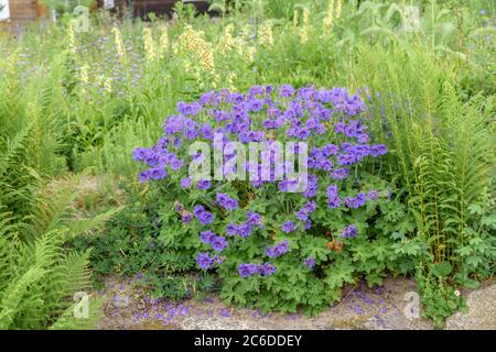 Storchschnabel, Géranium × magnifium Rosemoor, Cranesbill, Géranium × magnifium Rose Moor Banque D'Images