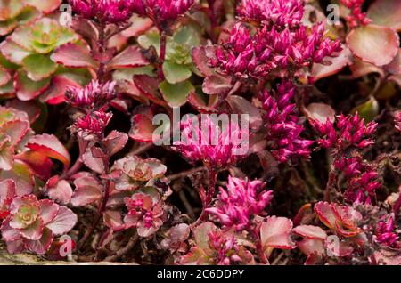 Sedum sjinium Fuldaglut Banque D'Images