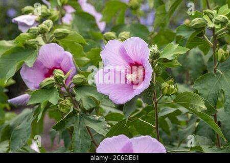 Garten-Eibisch, Hibiscus Resi, Hibiscus Garden, Hibiscus Resi Banque D'Images