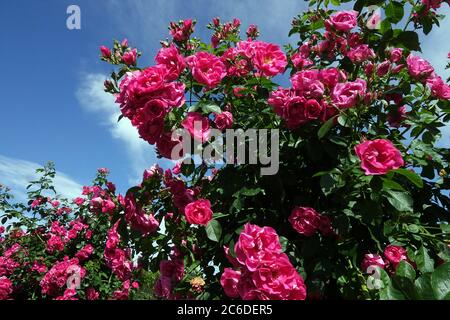 Beaux arbustes fleuris roses roses Banque D'Images