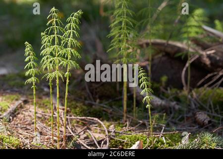 Plante toxique Equisetum sylvaticum dans la forêt d'épinette. Connu sous le nom de fer à cheval en bois. Plantes vertes poussant dans la forêt d'épinette dans la mousse et les aiguilles. Banque D'Images
