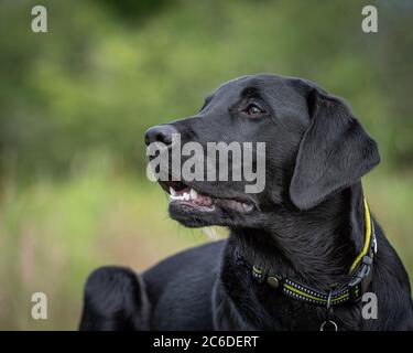 Le Labrador noir retriever chiot allongé sur une roche dans un champ de longue herbe dans les coquillages de CAMPSIE Banque D'Images