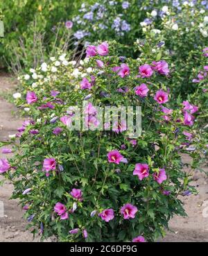 Garten-Eibisch, Hibiscus syriacus Silke, Garden Hibiscus, Hibiscus syriacus Silke Banque D'Images