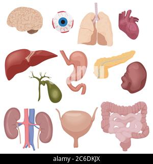 Parties internes du corps humain ensemble d'organes isolé. Illustration vectorielle Illustration de Vecteur